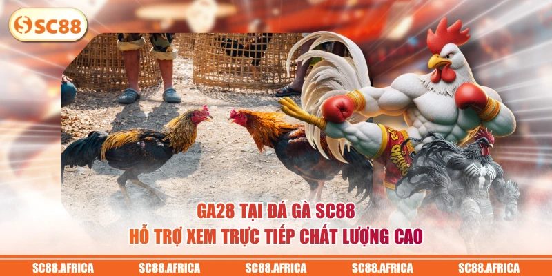 GA28 tại đá gà SC88 hỗ trợ xem trực tiếp chất lượng cao